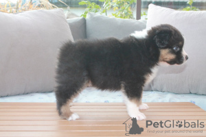 Photo №3. Chiots berger australien. La finlande