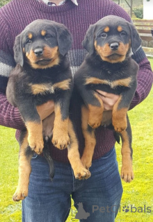 Photo №1.  - à vendre en ville de Dubai | Gratuit | Annonce №144441