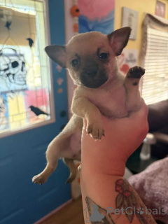Photo №1. chihuahua - à vendre en ville de Aarbergen | négocié | Annonce №176227