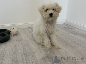 Photo №4. Je vais vendre bichon à poil frisé en ville de Bucharest. annonce privée - prix - 500€