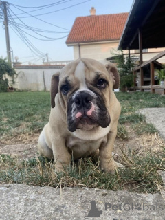 Photos supplémentaires: bouledogue anglais