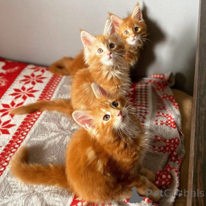 Photo №3. Chatons britanniques Shorthair disponibles pour la réhomation. USA