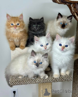 Photo №1. sibérien - à vendre en ville de Aarbergen | négocié | Annonce № 158806