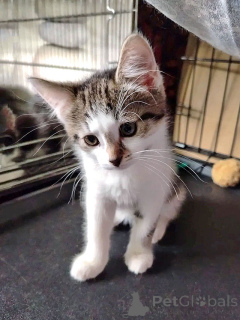 Photo №3. Le chaton touchant et doux Shurik cherche un foyer. Fédération de Russie