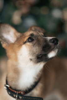 Photo №1. chien bâtard - à vendre en ville de Cherepovets | Gratuit | Annonce №4468