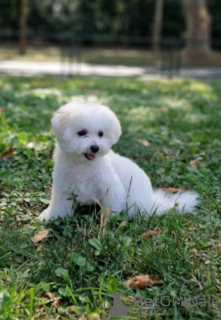 Photo №4. Je vais vendre bichon à poil frisé en ville de Belgrade.  - prix - négocié