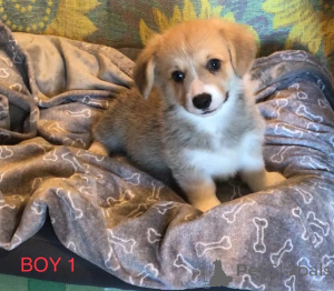 Photo №2 de l'annonce № 148414 de la vente welsh corgi - acheter à USA annonce privée