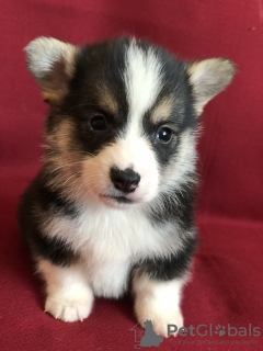 Photos supplémentaires: Welsh Corgi Pembroke