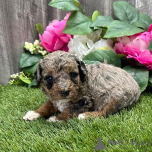 Photo №2 de l'annonce № 45714 de la vente caniche (jouet) - acheter à Brésil annonce privée