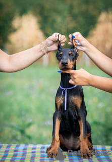 Photo №3. Chiots Doberman à vendre. Serbie