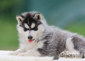 Photo №2 de l'annonce № 172134 de la vente husky de sibérie - acheter à France 