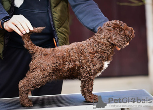 Photo №4. Je vais vendre chien d'eau espagnol en ville de Belgrade. éleveur - prix - négocié