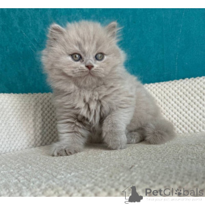 Photo №1. british shorthair - à vendre en ville de Aldershot | 350€ | Annonce № 174377