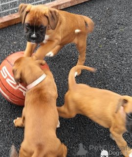 Photo №1. boxer - à vendre en ville de Limassol | négocié | Annonce №178011