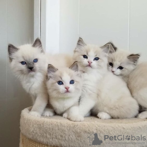 Photo №1. ragdoll - à vendre en ville de Charleroi | négocié | Annonce № 130696