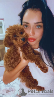 Photo №2 de l'annonce № 129109 de la vente caniche (jouet) - acheter à Serbie éleveur