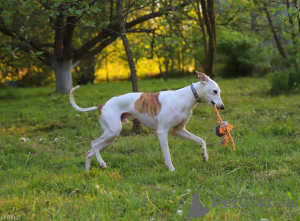 Photo №4. Accouplement lévrier whippet en Fédération de Russie. Annonce № 123326