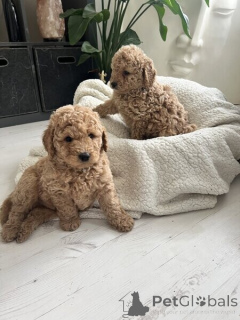 Photo №2 de l'annonce № 149695 de la vente golden retriever - acheter à Allemagne annonce privée