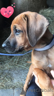 Photo №1. chien de rhodésie à crête dorsale - à vendre en ville de Sprimont | 1650€ | Annonce №142033