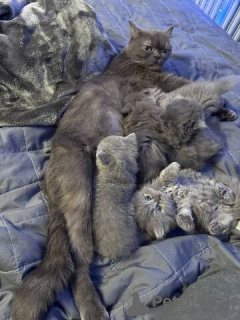 Photo №4. Je vais vendre british shorthair en ville de Potsdam-Mittelmark. annonce privée - prix - 500€