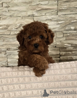 Photo №2 de l'annonce № 141171 de la vente caniche (jouet) - acheter à Serbie 