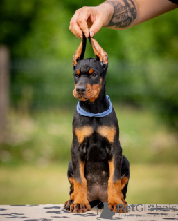 Photo №3. Chiots Dobermann. Serbie