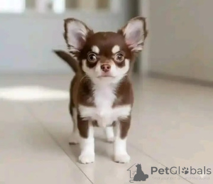 Photo №1. chihuahua - à vendre en ville de ESENS | négocié | Annonce №165372