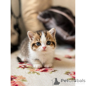 Photo №1. munchkin - à vendre en ville de Marne | 350€ | Annonce № 174406