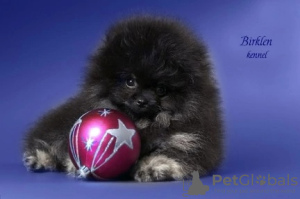 Photo №3. chiot poméranien. Fédération de Russie