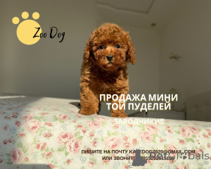 Photo №3. Katerina Bourlachenko. Allemagne