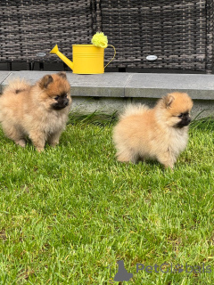 Photo №4. Je vais vendre spitz allemand en ville de Neuwied. annonce privée - prix - négocié