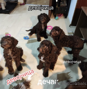 Photos supplémentaires: Chiots Lagotto Romagnolo à vendre