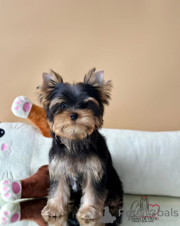 Photo №3. Sophie élégance enveloppée de fourrure et pleine d'amour. Islande