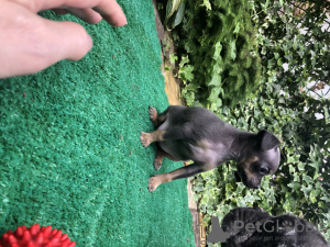 Photo №4. Je vais vendre petit chien russe en ville de Armavir. éleveur - prix - 246€