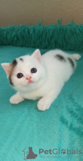 Photo №2 de l'annonce № 11215 de la vente scottish straight - acheter à Fédération de Russie de la fourrière