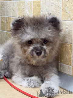 Photo №3. Couge de poule en peluche. Fédération de Russie