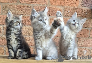 Photo №1. maine coon - à vendre en ville de Wégifa | Gratuit | Annonce № 154064