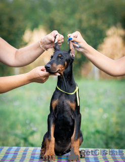 Photo №4. Je vais vendre dobermann en ville de Belgrade.  - prix - négocié