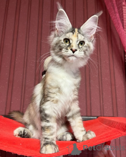Photo №2 de l'annonce № 155321 de la vente maine coon - acheter à Suisse annonce privée