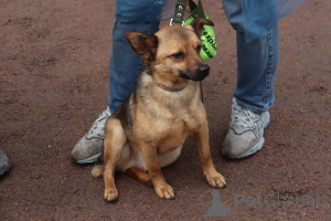 Photo №4. Je vais vendre chien bâtard en ville de Saint-Pétersbourg. annonce privée - prix - Gratuit