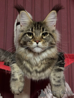 Photo №1. maine coon - à vendre en ville de Alabama | 1€ | Annonce № 161208