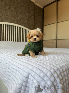 Photo №3. Beaux chiots Maltipoo à vendre. WhatsApp professionnel 4915781334108. Lituanie