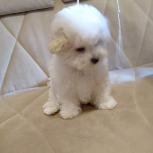 Photos supplémentaires: Bichon Frise Chiots