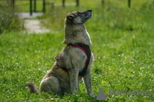 Photo №4. Je vais vendre chien bâtard en ville de Москва. de l'abri - prix - Gratuit