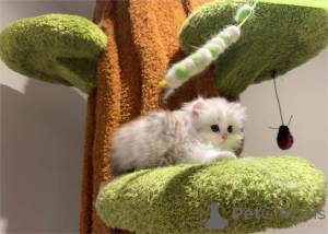 Photo №2 de l'annonce № 153202 de la vente minuet à poil ras - acheter à Allemagne 