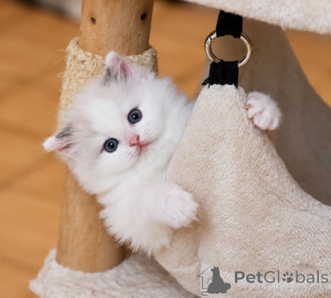 Photo №2 de l'annonce № 177057 de la vente ragdoll - acheter à La finlande 