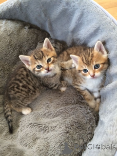 Photo №1. chat de ceylon - à vendre en ville de Aizlingen | 300€ | Annonce № 157793