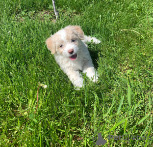 Photo №2 de l'annonce № 20360 de la vente maltipu - acheter à Fédération de Russie annonce privée