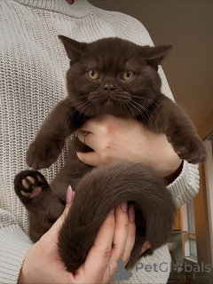 Photo №1. british shorthair - à vendre en ville de Berlin | négocié | Annonce № 164901