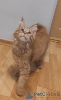 Photo №2 de l'annonce № 29813 de la vente maine coon - acheter à Allemagne de la fourrière